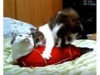 猫,犬,ベッド,動物,ぬいぐるみ,室内,可愛い