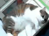 猫,三毛猫,寝る,リラックス,動物