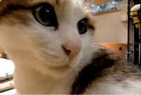 猫,アップ,動物,キュート