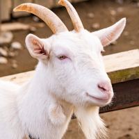 ヤギ,動物,白,角