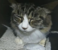 猫,動物,アップ,かわいい,夜