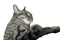 猫,動物,灰色,モノクロ,アイコン