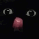 猫,黒猫,動物,びっくり,舌