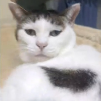 猫,動物,白い猫,三毛猫,見返り