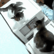 猫,鏡,箱,反射,動物,可愛い