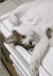 猫,白猫,灰色,寝そべり,かわいい,動物