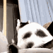 猫,後ろ姿,白黒,アニメーション,窓,可愛い