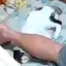 猫,白黒,寝ている,人の腕